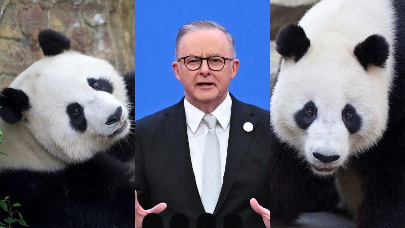 collage of two pandas and a man in a suit wearing spectacles behind a lectern 