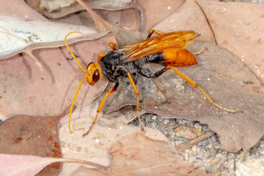 A large black and orange wasp on a leaf.