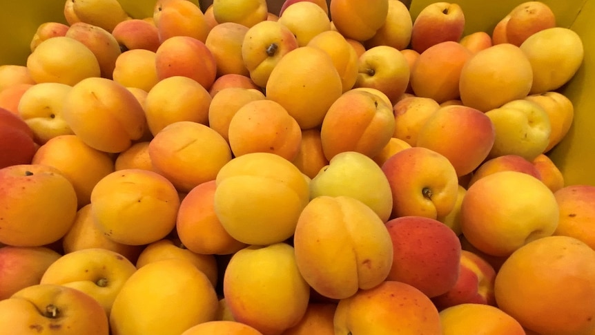 Yellow apricots in a box.