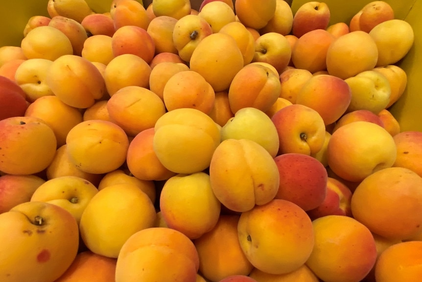 Yellow apricots in a box.