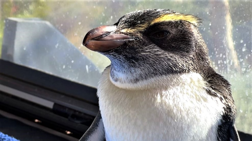 A close up of one bird's face