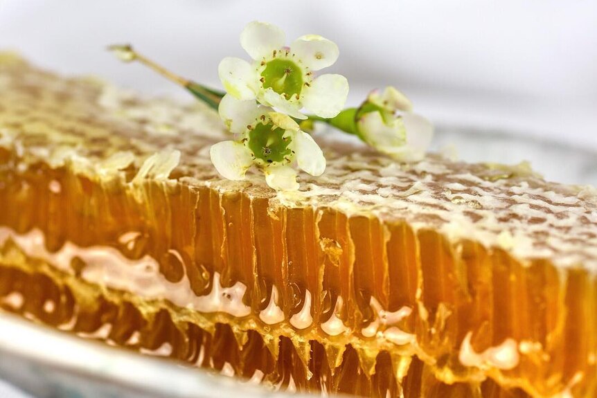 Honeycomb with a native blossom on top