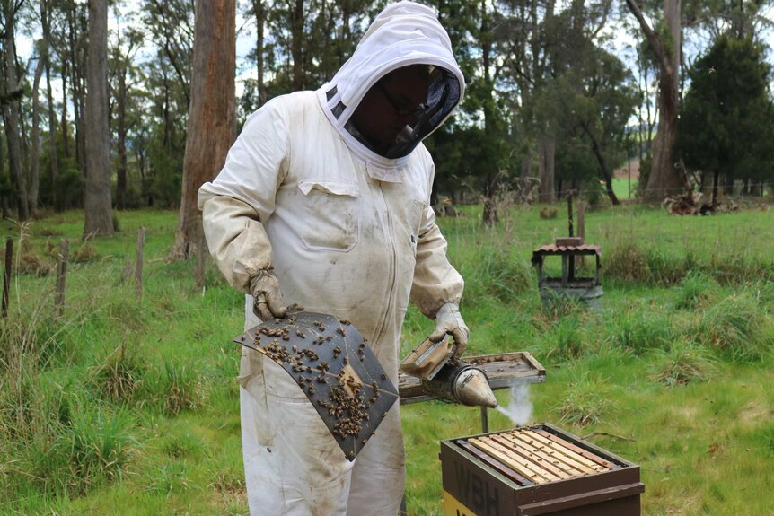 A beekeeper uses a smoker to calm down the bee hive.