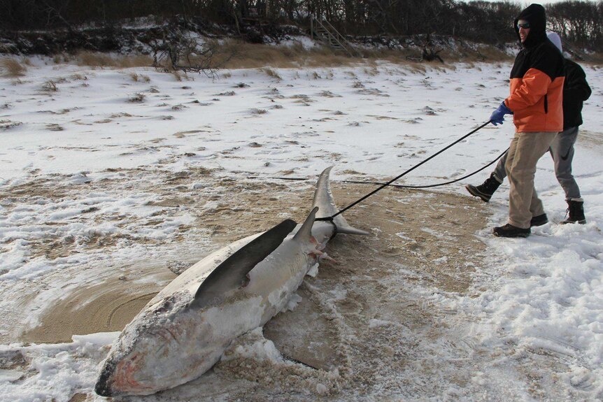 A dead thresher shark is dragged along a snowy beach on Cape Cod Bay.