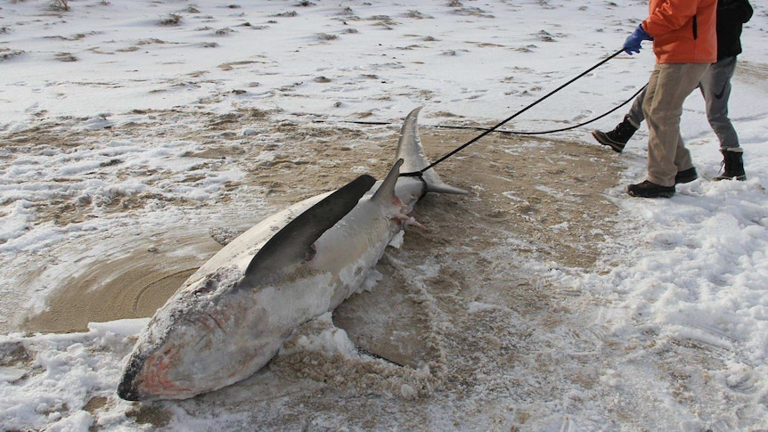 A dead thresher shark is dragged along a snowy beach on Cape Cod Bay.