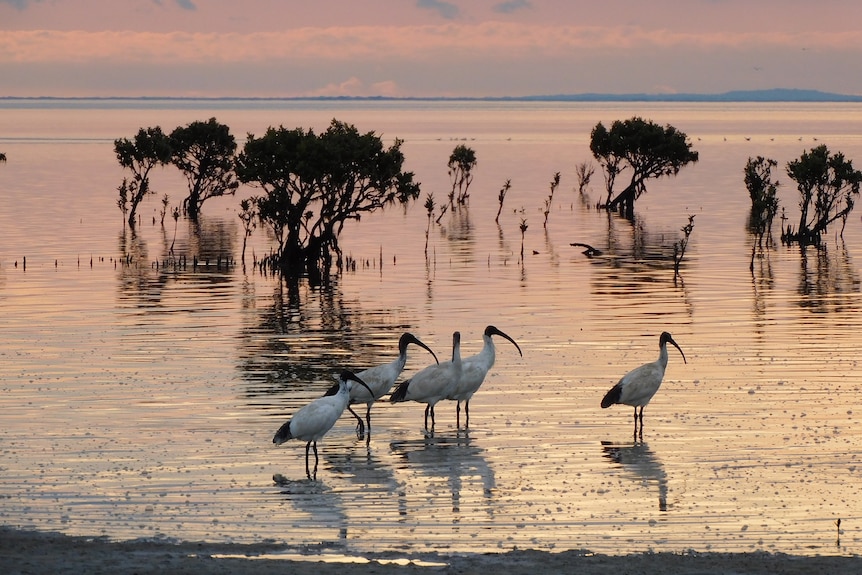 A group of ibis wading through wetlands at sunset