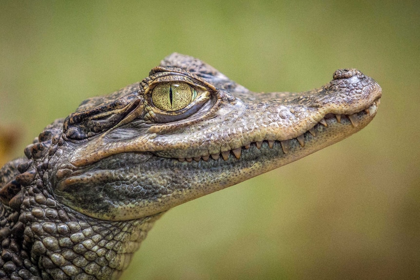 A baby crocodile.