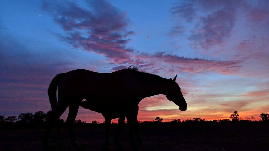 A foal drinks from its mother as the sun rises behind them at Sturt Plains station, near Daly Waters.