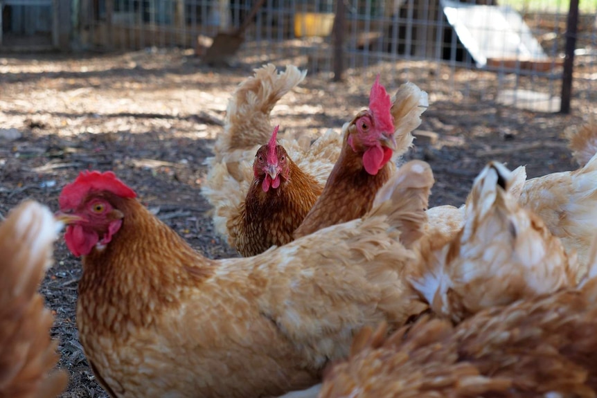 A group of brown and red hens.