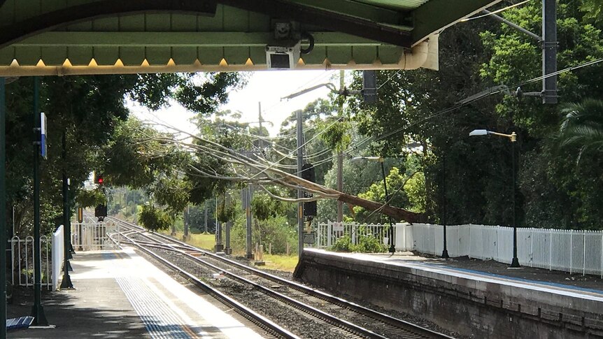 A tree has fallen onto the power line at Austinmer.