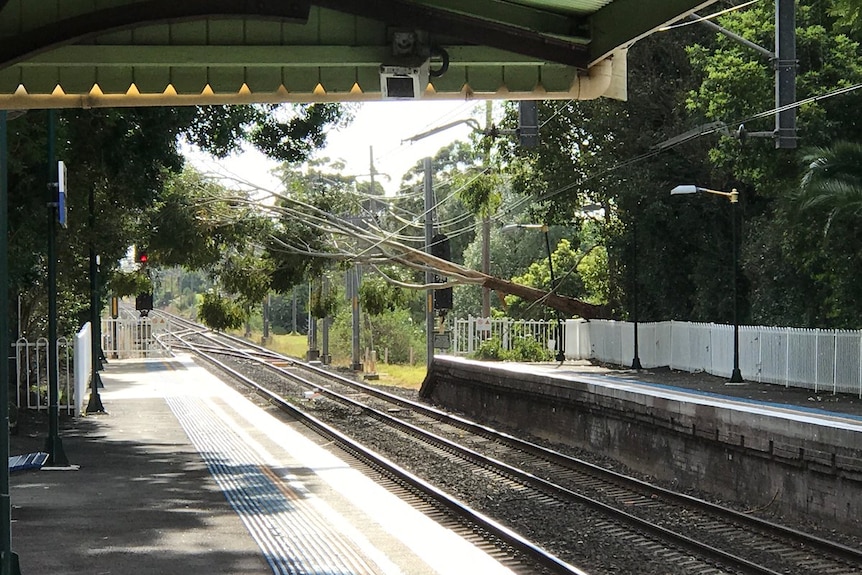 A tree has fallen onto the power line at Austinmer.