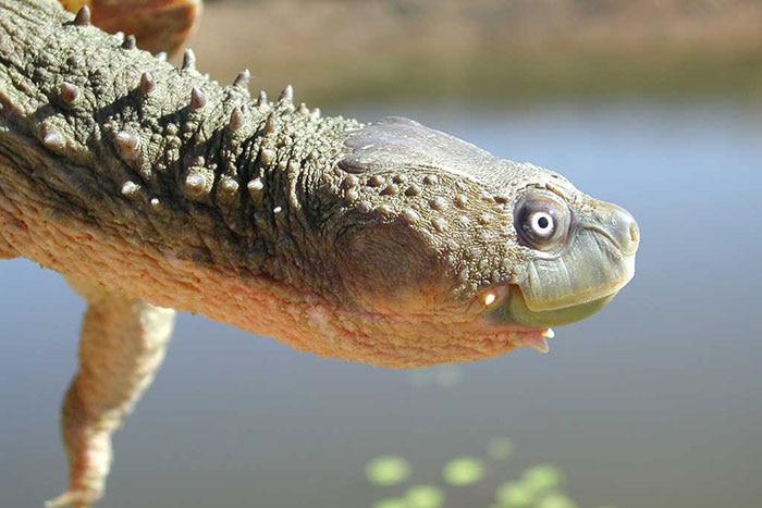 Fitzroy River turtle under water