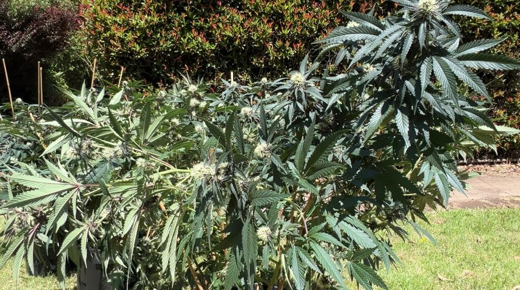 Camperdown house fire uncovers significant cannabis growing operation