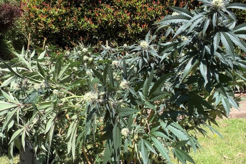 A large marijuana plant on a lawn.