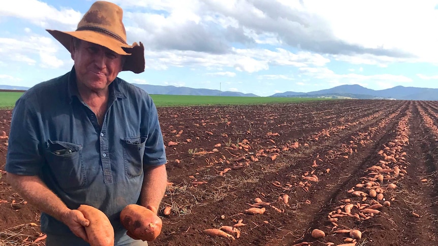 A farmer standing in a paddock with many sweet potatoes