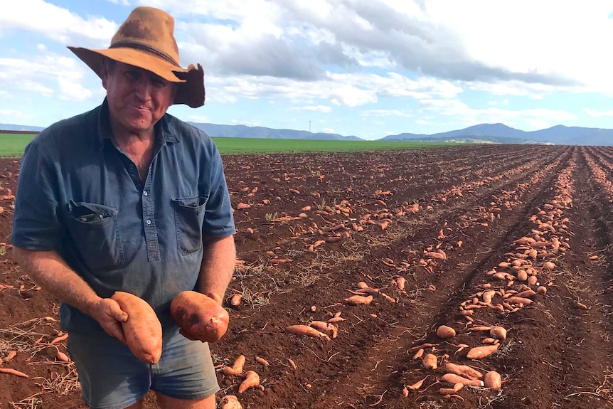 A farmer standing in a paddock with many sweet potatoes