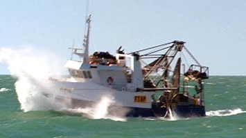 Scientists track prawns from larvae to fishing grounds