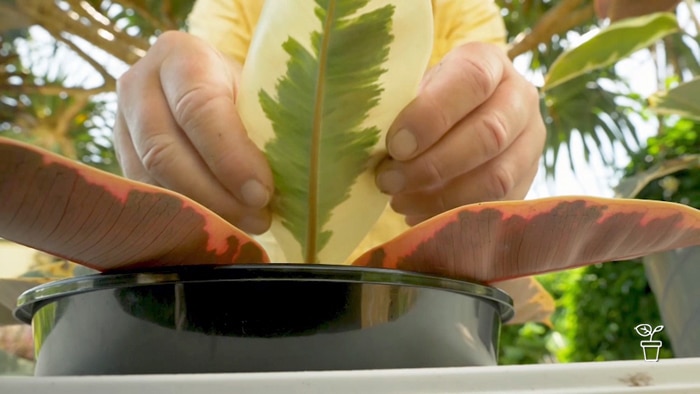 Hands placing leaf onto the top of a black plastic garden pot