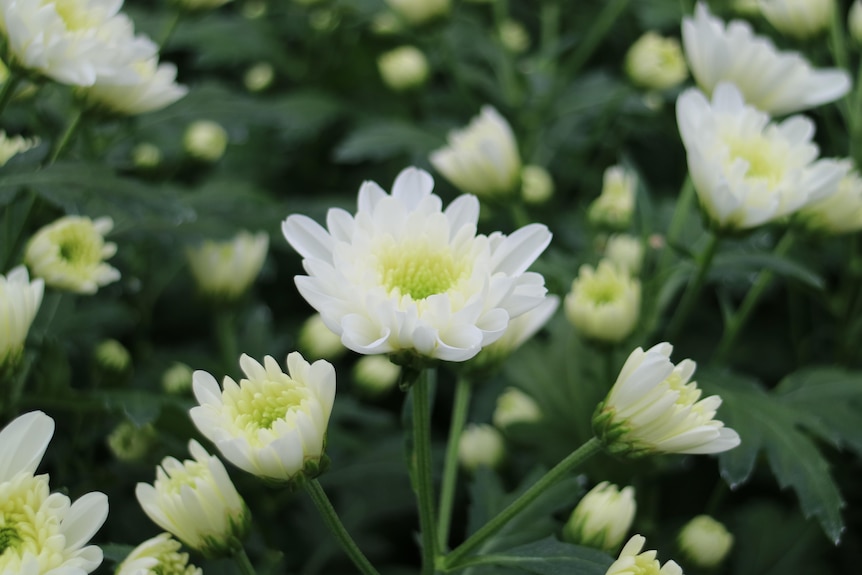 a row of white chrysanthemum flower plants