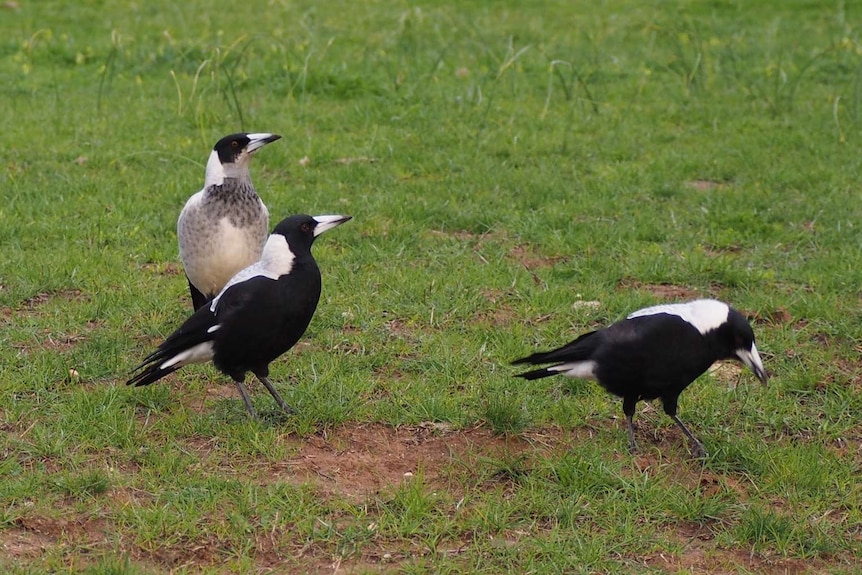 Three magpies in Adelaide's park lands.