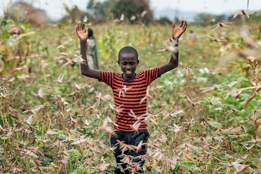 A young farmer bats away locusts from vegetation.