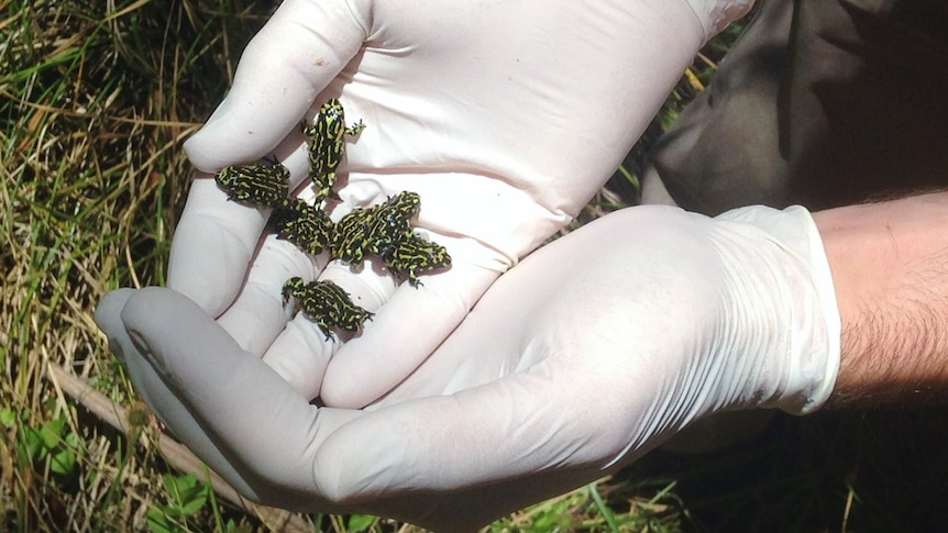 A handful of northern corroboree frogs.