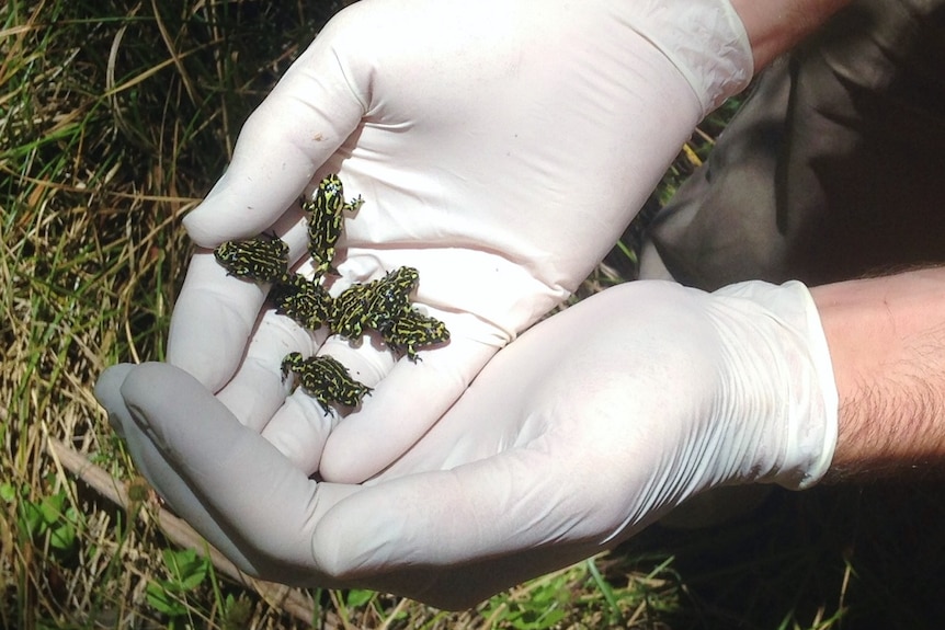 A handful of northern corroboree frogs.