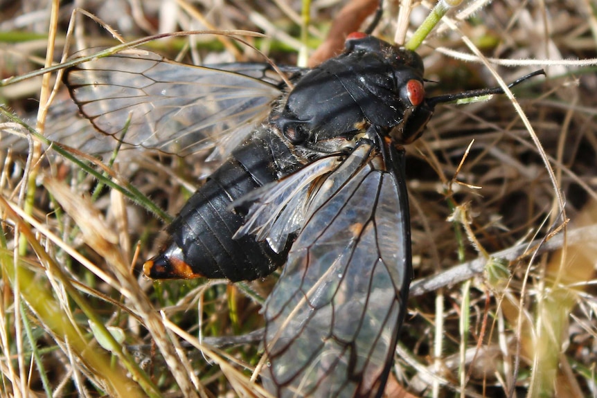 A close up of a red eye cicade in grass.