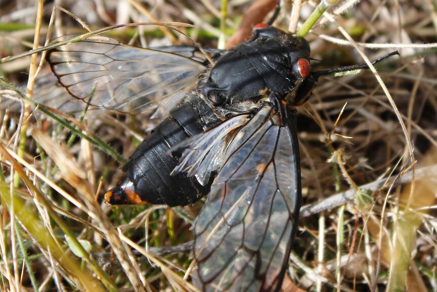 A close up of a red eye cicade in grass.