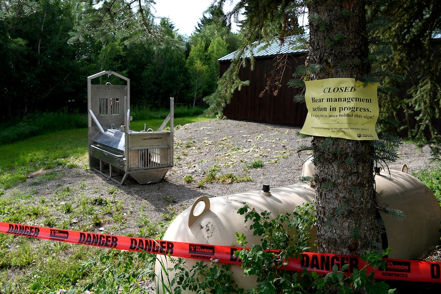 Red danger tape and a poster reading bear management in progress are seen near a large metal bear trap