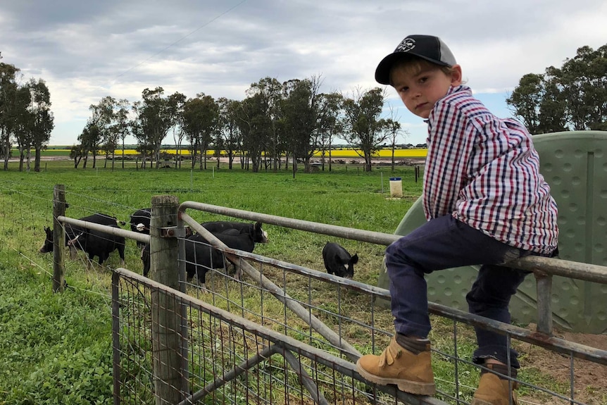 Young Nehemiah Mickan sits on a gate with his pigs in the background