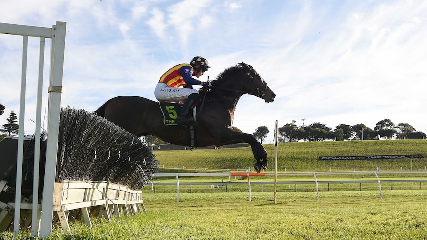 A racehorse successfully jumping a steeplechase at Warrnambool