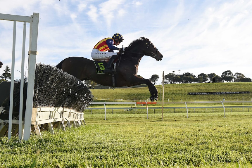 A racehorse successfully jumping a steeplechase at Warrnambool