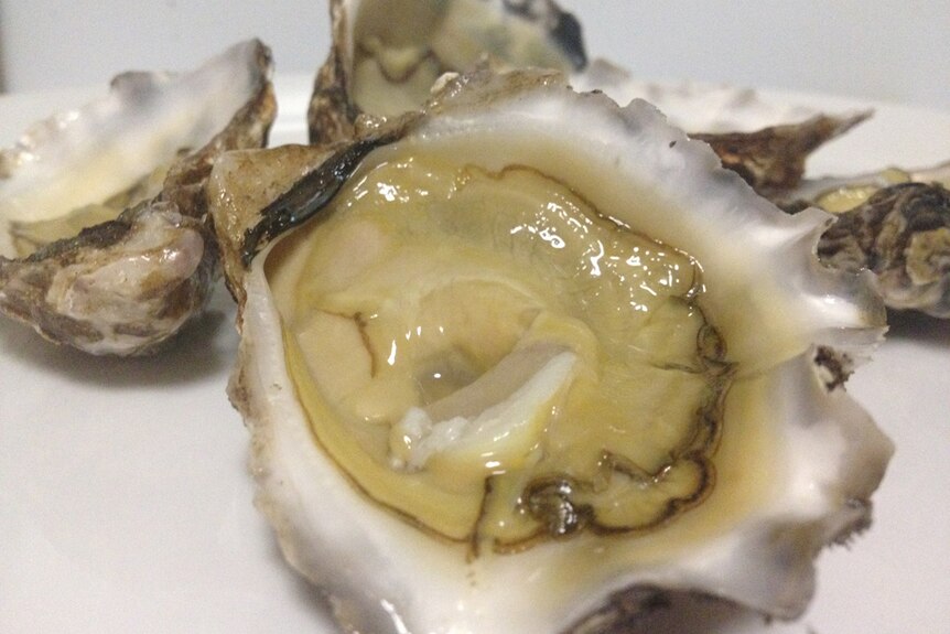 Photo of an oyster