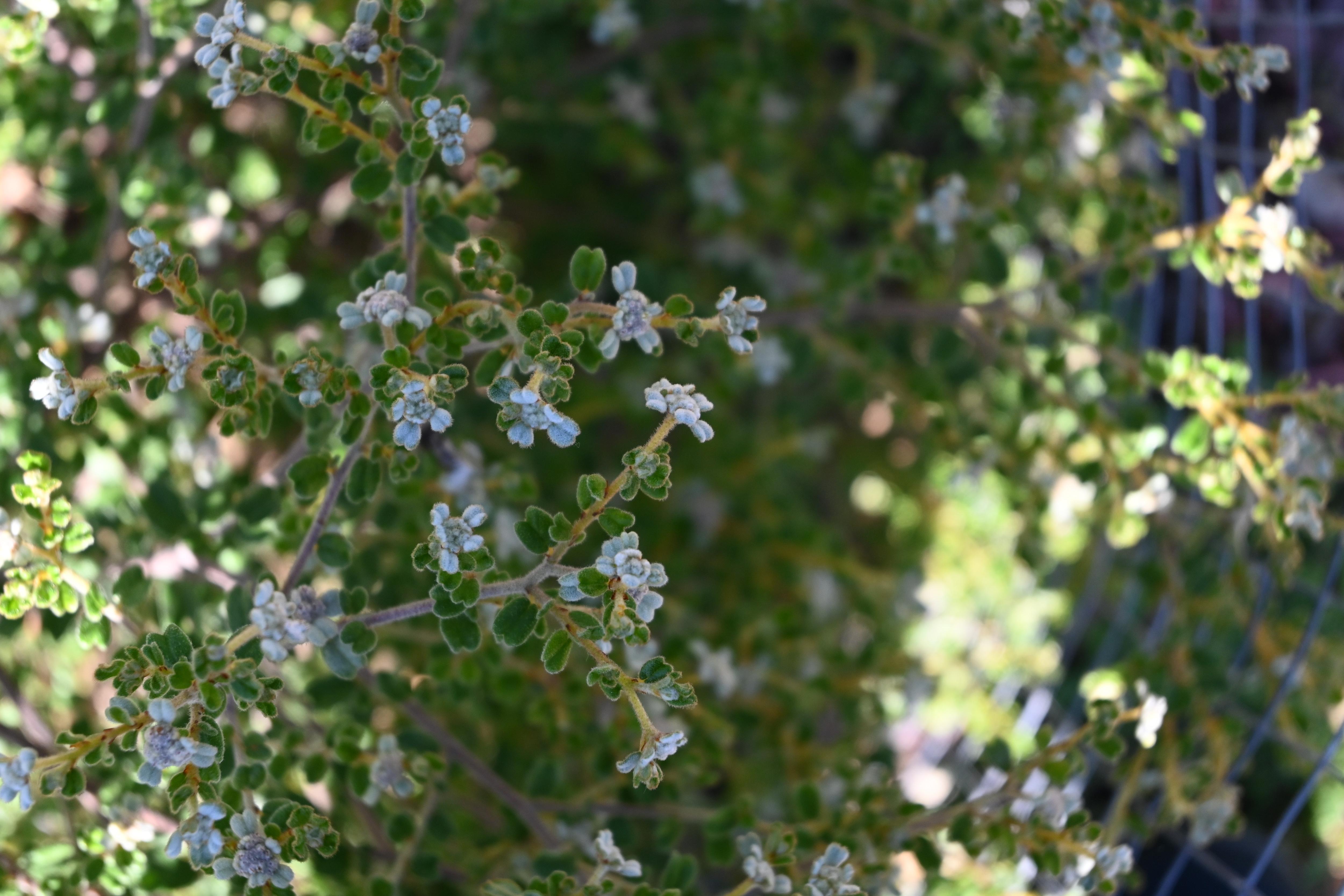 The small white flowers of the Woods Well spyridium
