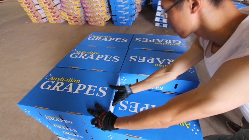 Boxes of Australian grapes