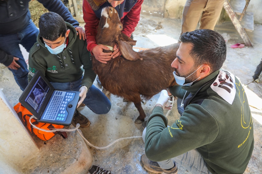 Goat rescue Syria