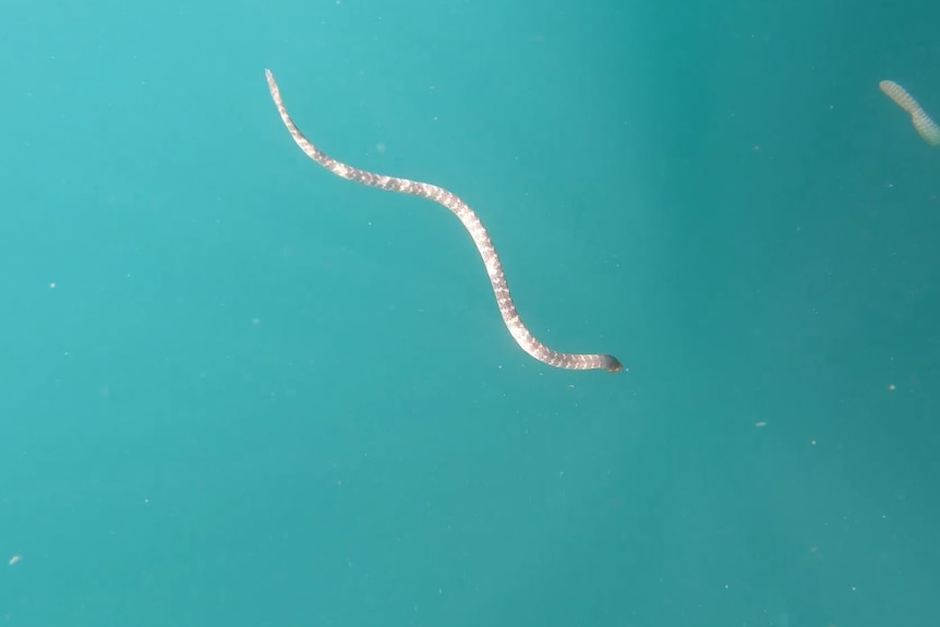 snake swimming in ocean