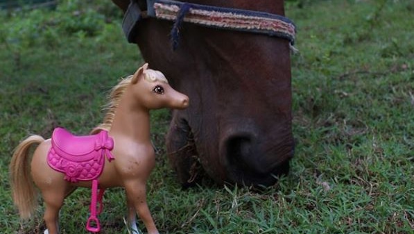 A horse feeding close to a toy of a horse