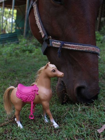 A horse feeding close to a toy of a horse
