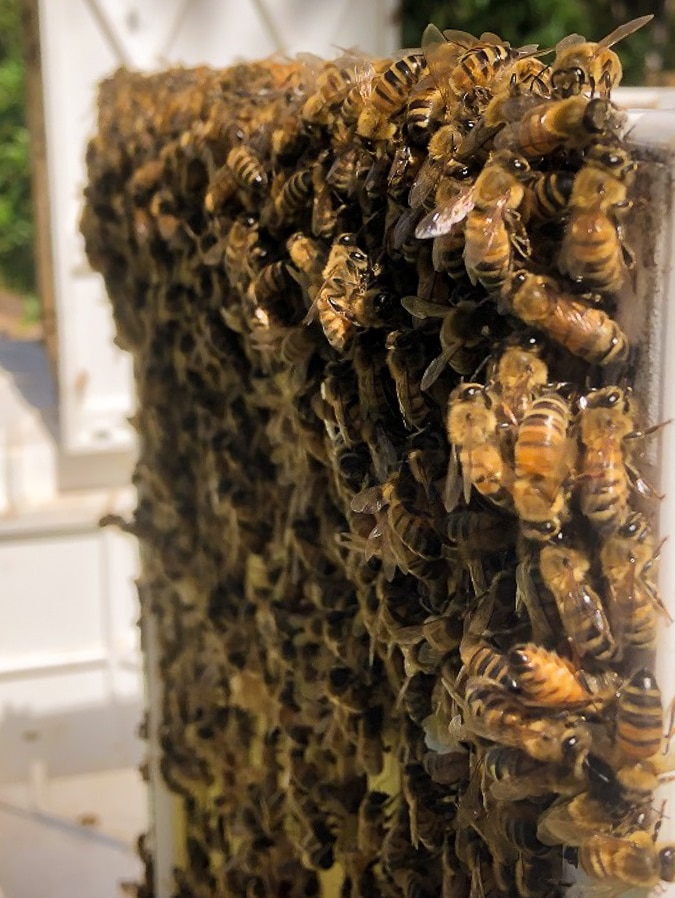 One side of a bee box is completely obscured because it is covered from top to bottom by swarming bees