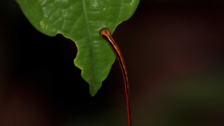 A tiger leech hangs half attached to a green leaf on a black background