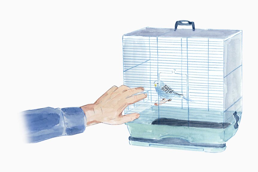 Male hand reaches towards a birdcage to empty water container.