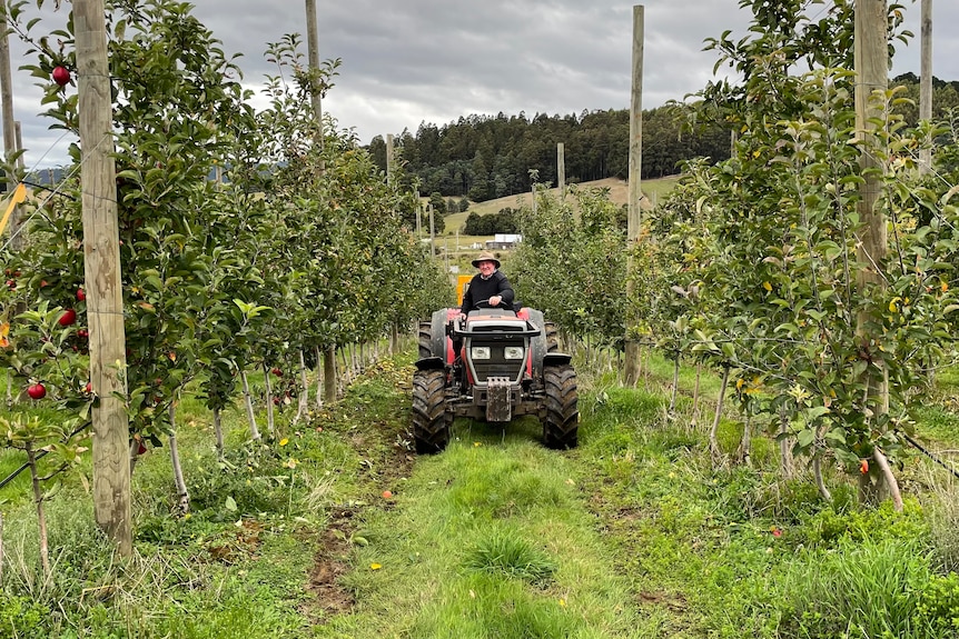 A man on his 4x4 in an apple grove 