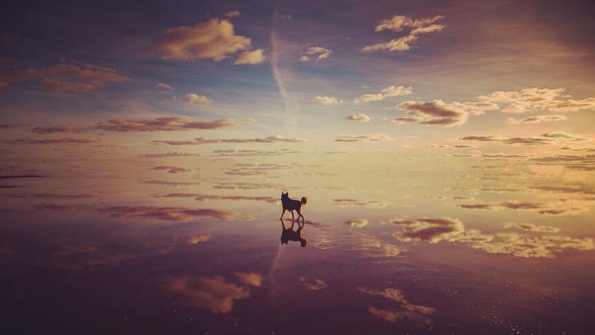 A dog on a beach with the sky and clouds reflecting on the wet sand