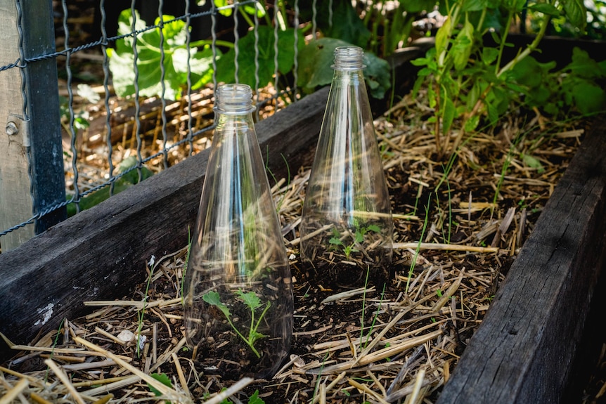 A garden bed with kale seedlings. The seedlings are protected by a plastic bottle with the bottom cut off.
