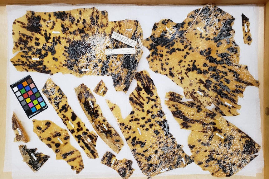 Sea turtle samples from Enewetak Atoll collected in 1978 from the stomach of a tiger shark.