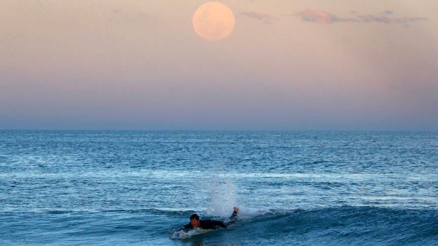 A surfer paddles onto a wave as the supermoon rises off the Sydney beachside suburb of Wanda
