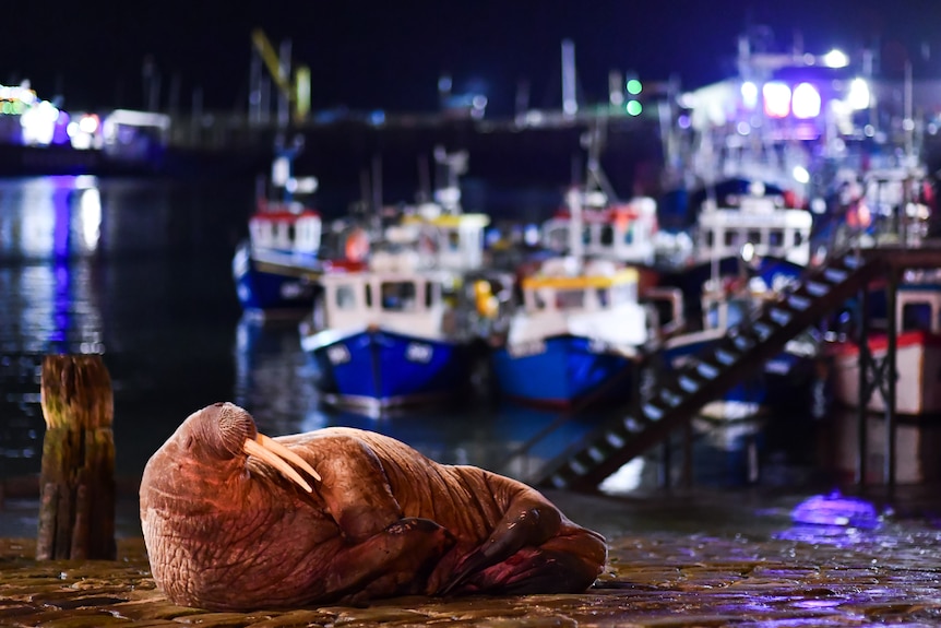 A tusked walrus laying on the pavement with a bunch of boats and lights behind it
