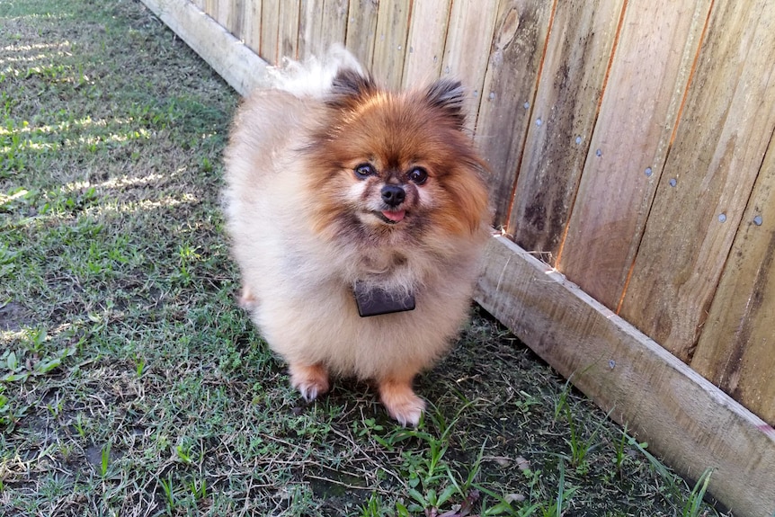 A small, fluffy brown and white dog standing on grass wearing a bulky black collar.